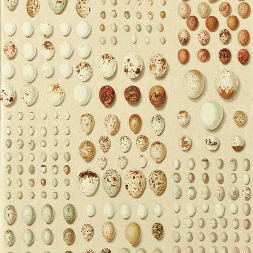 Oology Portal | Bird Eggs Wallpaper