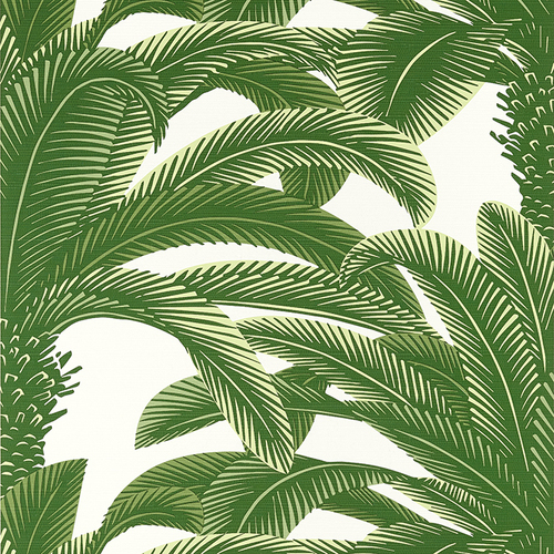 Queen Palm | Tropical Tree Wallpaper